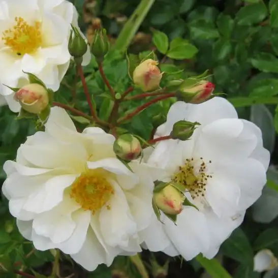 Rosa Diamant® - alb - trandafir acoperitor